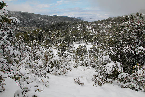 Landscape at winter, with snow stock photo