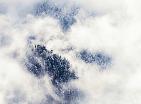 Snow-covered trees on a mountain ridge appearing out of cloud in the European Alps.