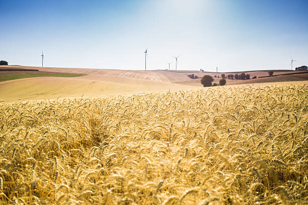 小麦のフィールドと青い空ます。 - windmill cultivated land crop day ストックフォトと画像