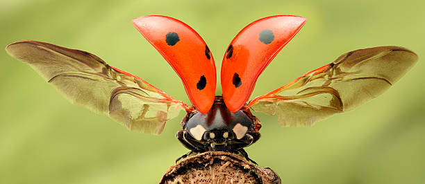 extremo de aumento de insecto dama con alas propagación - lady bird beetle fotografías e imágenes de stock