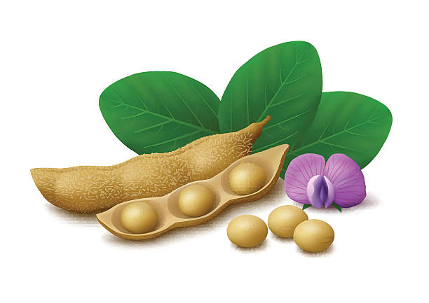 soybeans isoliert auf weißem hintergrund - soybean isolated seed white background stock-grafiken, -clipart, -cartoons und -symbole