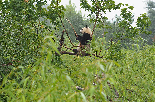 istock Cute Playful Giant Panda at Shaanxi Panda Sanctuary in China 514389314