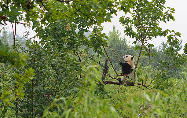 lindo oso panda gigante de shaanxi panda santuario en china - bamboo shoot fotos fotografías e imágenes de stock