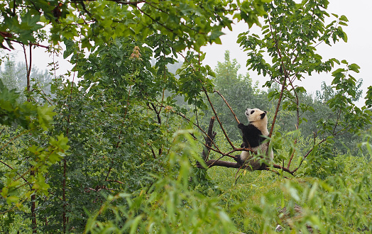 A cute giant panda investigates a branch at the Shaanxi Province Rare Wildlife Rescue and Breeding Research Center. Giant pandas are an endangered species with a population of about 1,800 world-wide. Many are being bred or rehabilitated in places, such as this sanctuary near Xi'an, China.