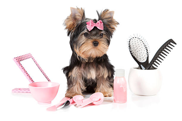 Yorkshire terrier with grooming products Yorkshire terrier with grooming products isolated on white background. dog grooming stock pictures, royalty-free photos & images