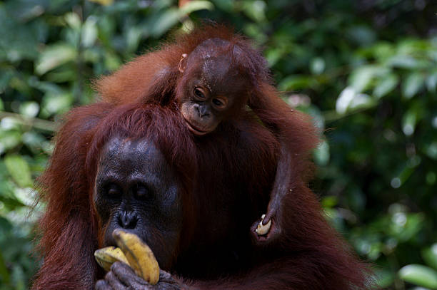istock Mother and Infant Orangutan 514398949