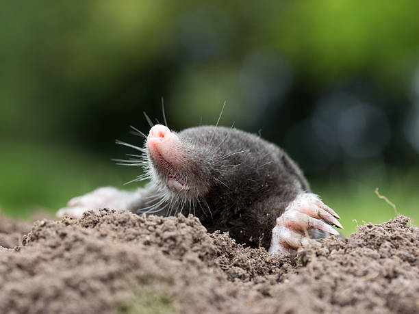 mole stock photo