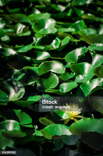 Fiore Di Loto Circondato Da Foglie Verdi - Fotografie stock e altre immagini di Acqua - Acqua, Ambientazione esterna, Bellezza