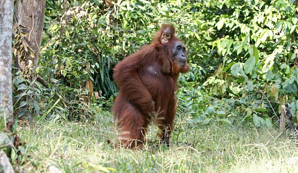 istock Mother and Infant Orangutan 514399257