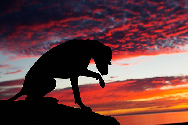 istock dog silhouette in the sunset 514399377