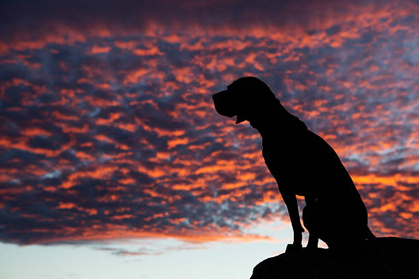 istock sitting dog in the sunset 514399387