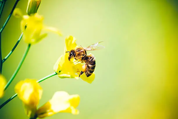 Bee on a yellow flower collecting pollen.