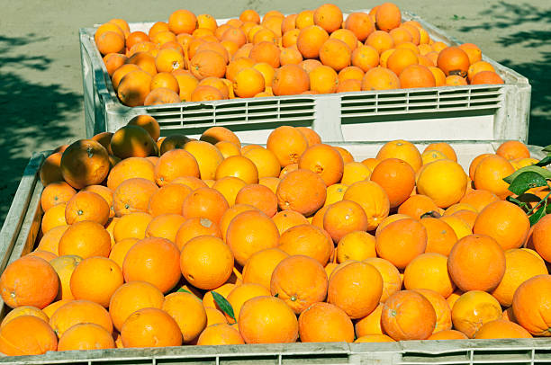 istock Crates packed with oranges harvested during drought in California 514400011