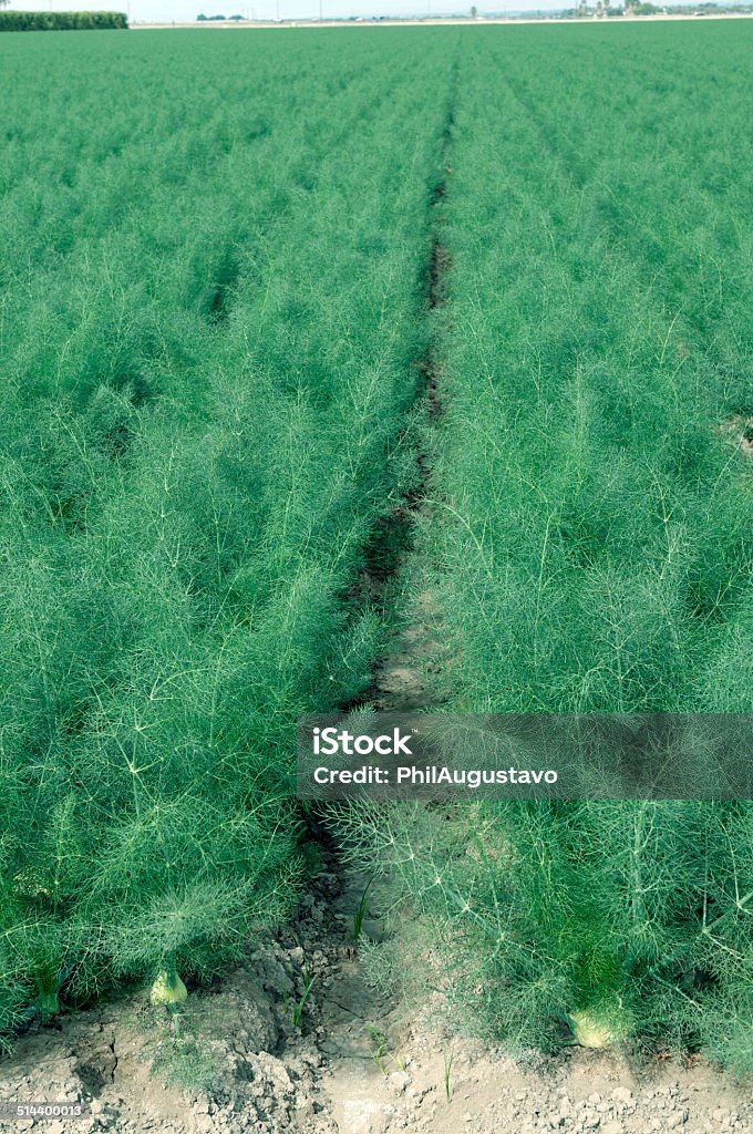 Field of fennel in southern California Field of fennel growing in southern California Agricultural Field Stock Photo