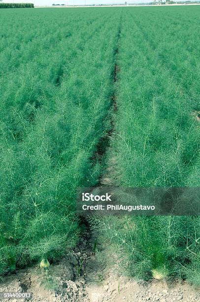Field Of Fennel In Southern California Stock Photo - Download Image Now - Agricultural Field, Agriculture, California