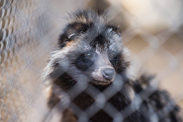 istock raccoon face 514400153