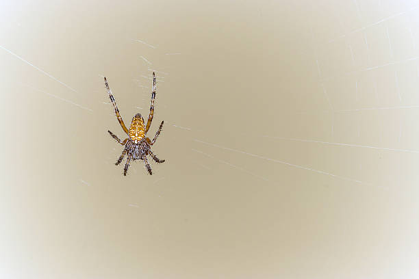 Spider on web stock photo