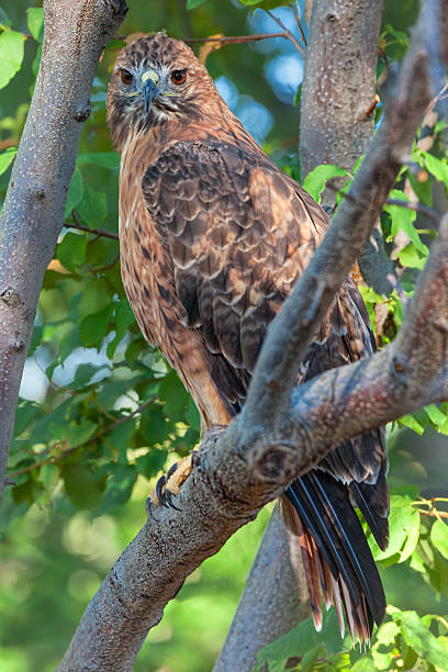 istock Portrait of a Red-tailed Hawk 514401257