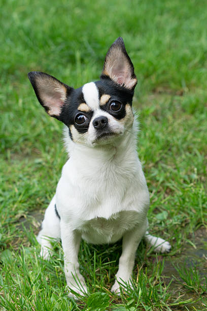 istock Cute Chihuahua sits on grass 514401937
