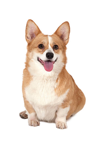 istock Welsh corgi Pembroke in a studio 514404054