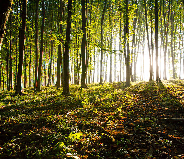 istock nature. sunset in the woods 514404281