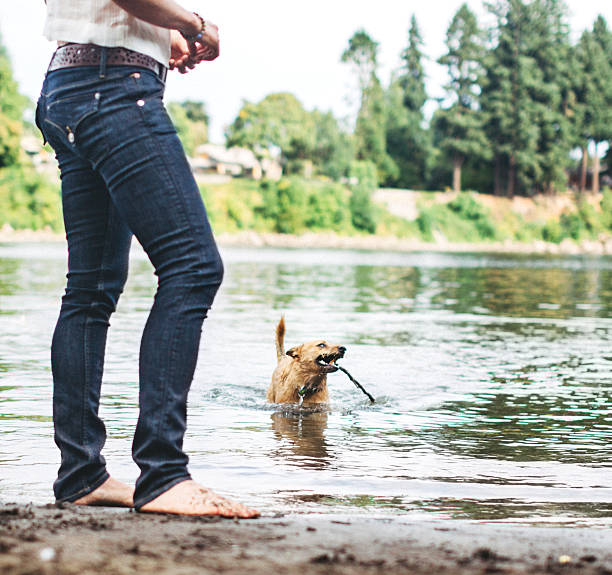 A pet dog playing fetch with a stick swims through river after retrieving it for his owner.   Horizontal image with copy space.