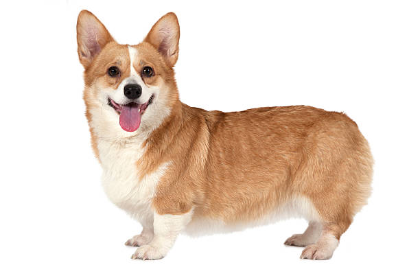 istock Welsh corgi Pembroke dog 514404500