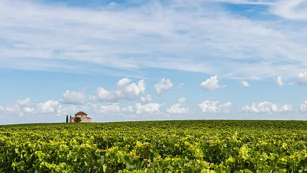 Chapel in vinyard near Saint Estephe in the Medoc, France, near the Gironde.