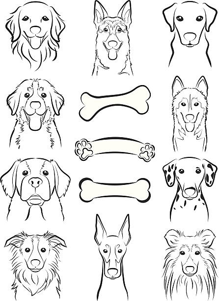 Dog / Line drawing Illustration of the face of the dog shetland sheepdog stock illustrations