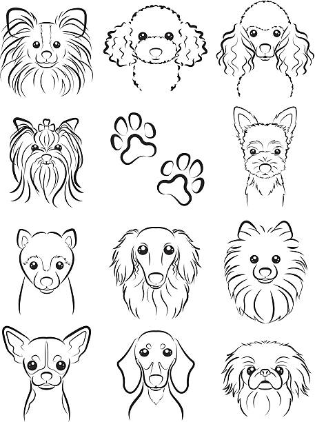 Dog / Line drawing Illustration of the face of the dog yorkshire terrier dog stock illustrations