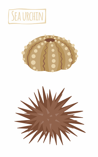 Sea urchin, vector cartoon illustration