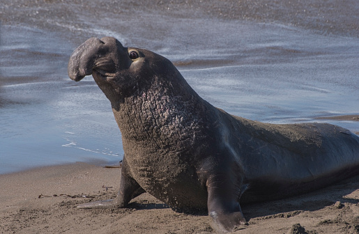 Northern Elephant Seal (Mirounga angustirostris) on the beach of California's central Pacific Coast. The name Elephant Seal is attributed to the Male's large probiscus and body size.
