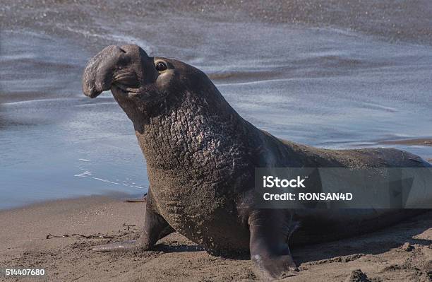 Elephant Seal Stock Photo - Download Image Now - Northern Elephant Seal, Bull - Animal, Horizontal