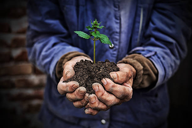 manos sosteniendo planta de nuevo crecimiento de fondo oscuro - seed human hand tree growth fotografías e imágenes de stock