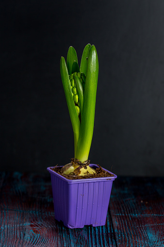 A pot of flowers hyacinth on dark wooden background