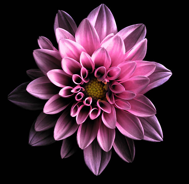 istock Surreal dark chrome violet flower dahlia macro isolated on black 514409488