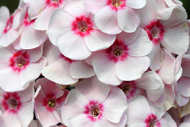 istock Phlox pink flowers 514409850