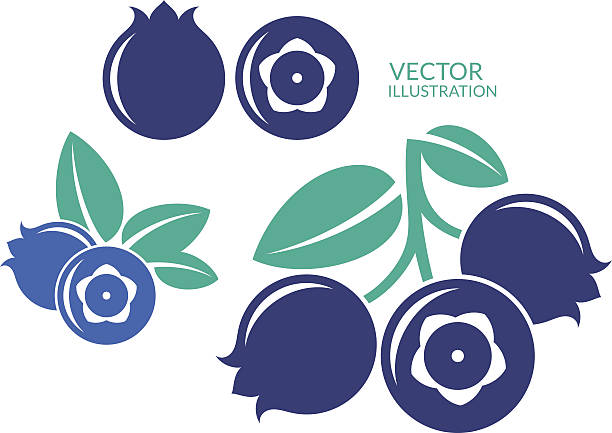 ilustraciones, imágenes clip art, dibujos animados e iconos de stock de bilberry - blueberry