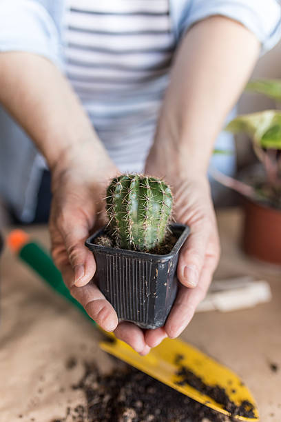 istock Woman hands holding cactus 514412178