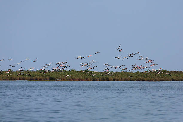 istock Flock of pink flamingos 514413130