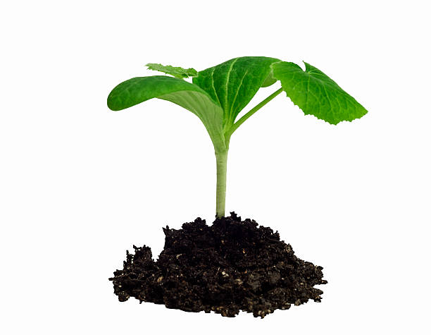 istock Young Cantaloupe Plant Isolated On White 514414324