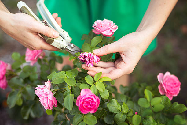 istock care of garden 514414822