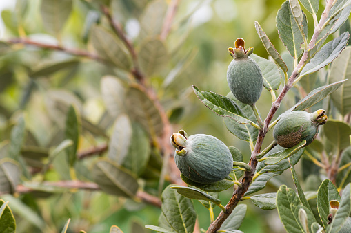 closeup of feijoa tree with fruit 