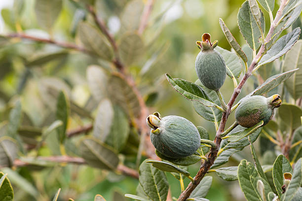 feijoa tree with fruit closeup of feijoa tree with fruit  pineapple guava stock pictures, royalty-free photos & images