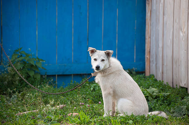 White dog on a chain stock photo