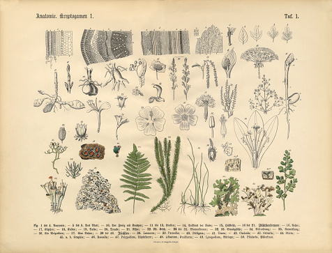 Very Rare, Beautifully Illustrated Antique Engraved Victorian Botanical Illustration of Plant Anatomy: Plate 1, from Lehrbuch der praktischen Pflanzenkunde in Wort und Bild (The Book of Practical Botany in Word and Image), Published in 1886. Copyright has expired on this artwork. Digitally restored.