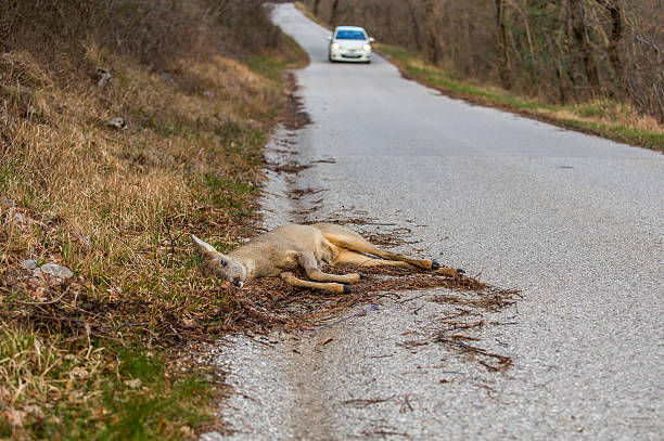 istock Dead deer at the edge of the road 514418730
