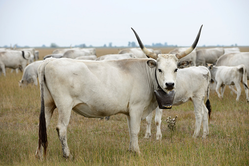 Hungarian Grey Cattle or Steppe Cattle (protected animal as National symbol of Hungary) grazing in Hortobagy National Park.