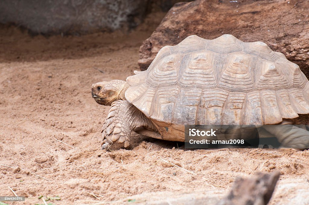 very large and heavy turtle very large and very heavy turtle walking the earth Animal Stock Photo