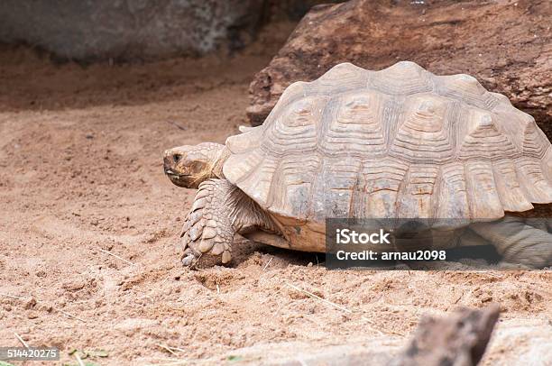 Very Large And Heavy Turtle Stock Photo - Download Image Now - Animal, Animal Wildlife, Brown